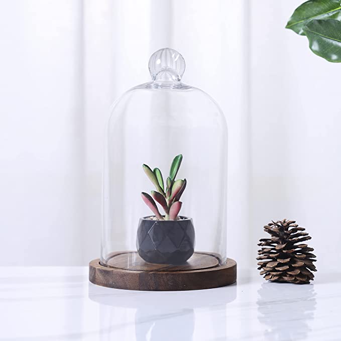 Clear Glass Cloche Dome Bell Jar with Wooden Base – 5.1″ Diameter × 9″ Tall Display Cover
